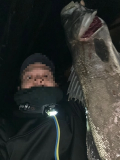 スズキの釣果