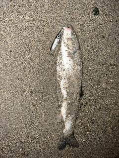 ウグイの釣果