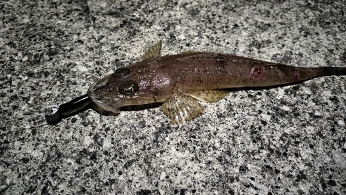 トカゲゴチの釣果