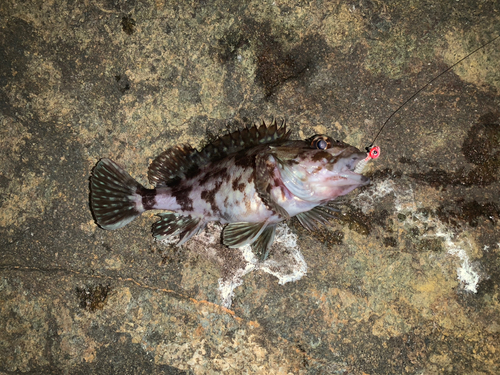 カサゴの釣果