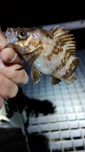 メバルの釣果