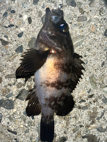 シロメバルの釣果