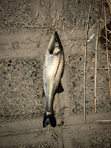 スズキの釣果