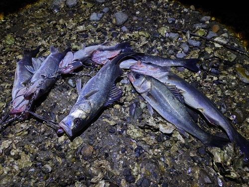 シーバスの釣果