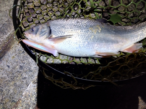 ウグイの釣果