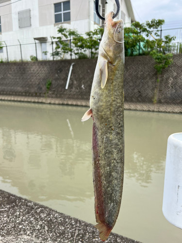 ナマズの釣果