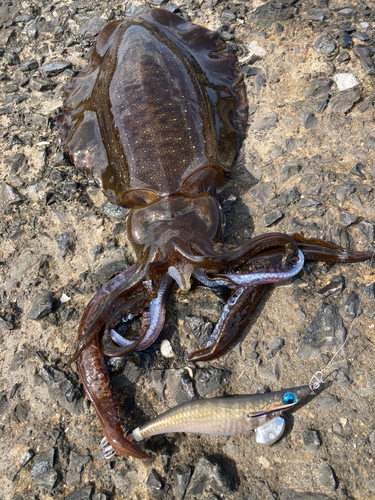 アオリイカの釣果