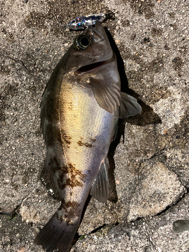 クロメバルの釣果