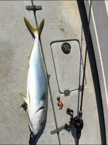 ヤズの釣果