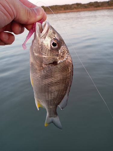 キビレの釣果