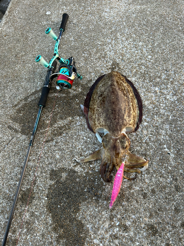 コウイカの釣果