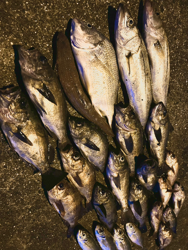 メバルの釣果