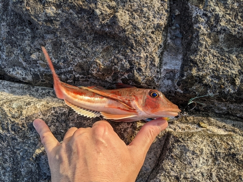 ホウボウの釣果