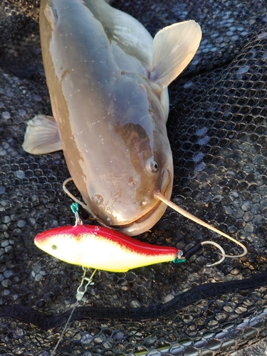 マナマズの釣果