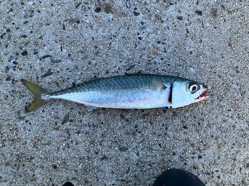 サバの釣果