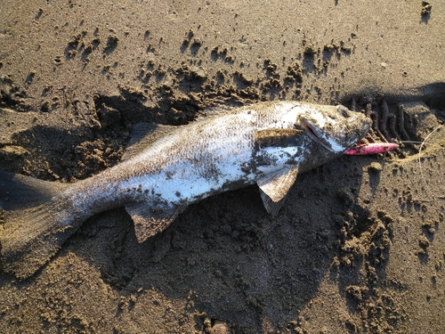 フッコ（ヒラスズキ）の釣果