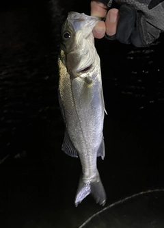 セイゴ（マルスズキ）の釣果