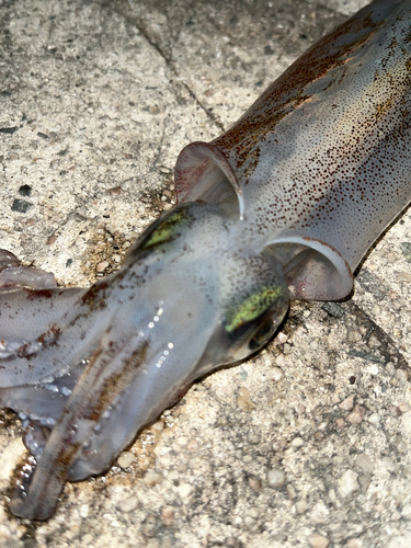 ヤリイカの釣果