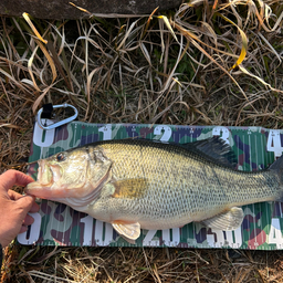 トシセイコウ（セミ丸）の釣果