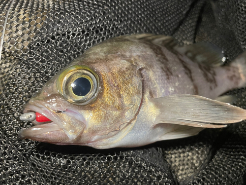 シロメバルの釣果