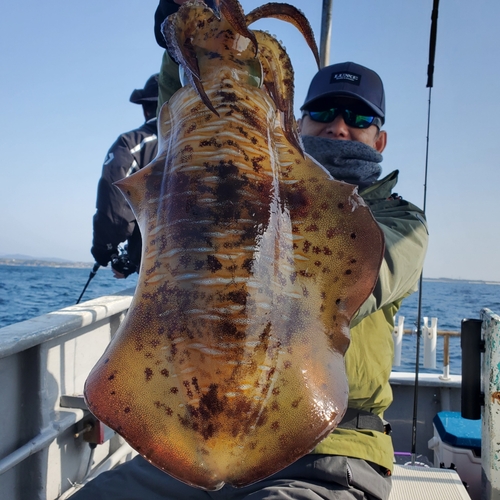 アオリイカの釣果