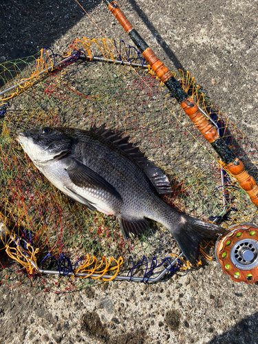 クロダイの釣果