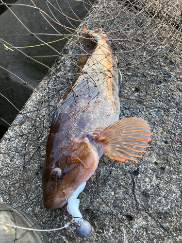 アブラコの釣果