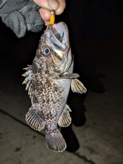 ソイの釣果