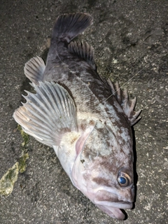 ソイの釣果