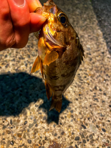 メバルの釣果