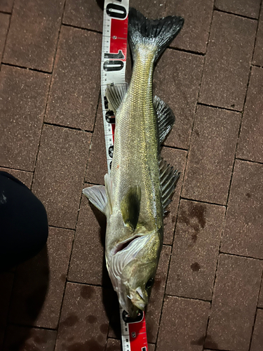 シーバスの釣果