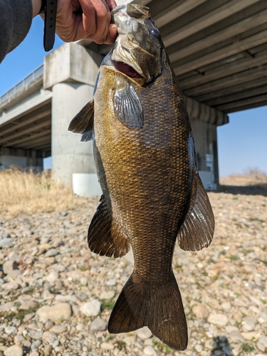 スモールマウスバスの釣果