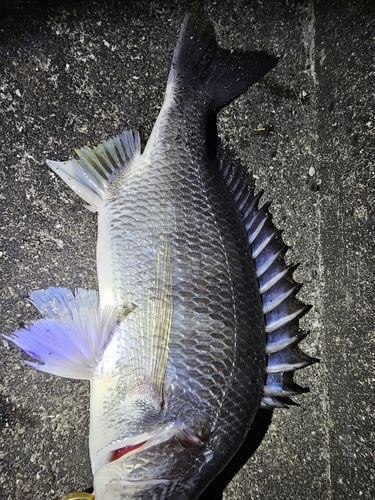 チヌの釣果