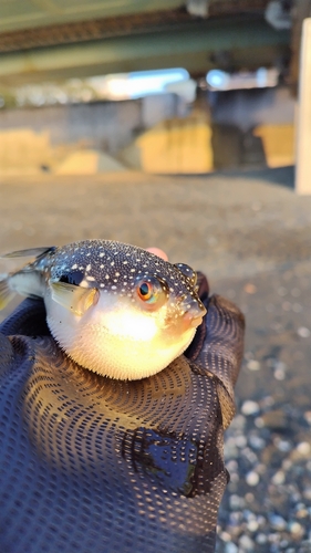 クサフグの釣果