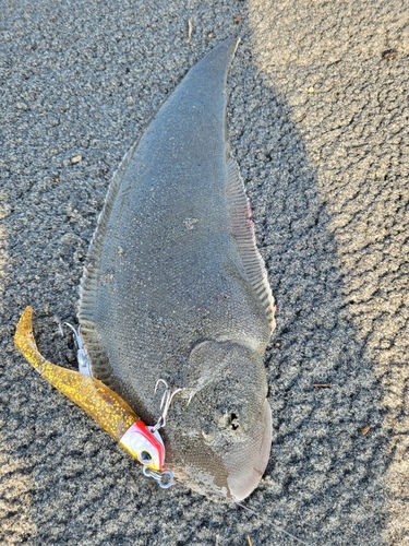 シタビラメの釣果