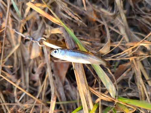 オイカワの釣果