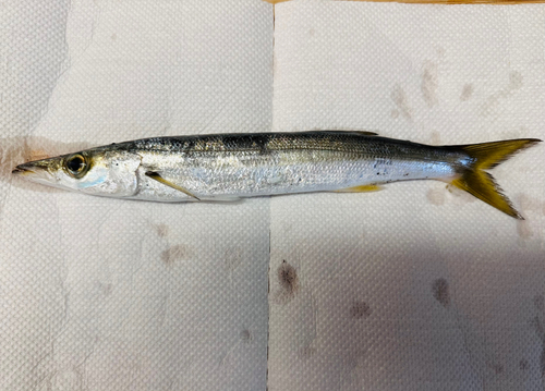 カマスの釣果