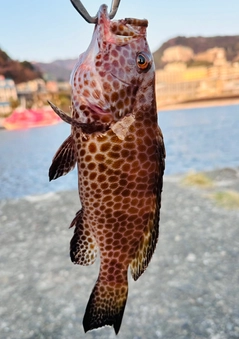 オオモンハタの釣果