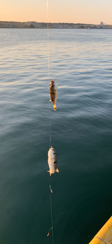 フグの釣果