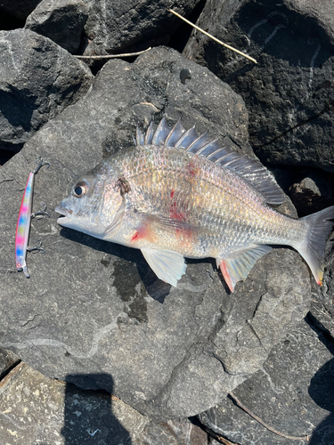 チヌの釣果