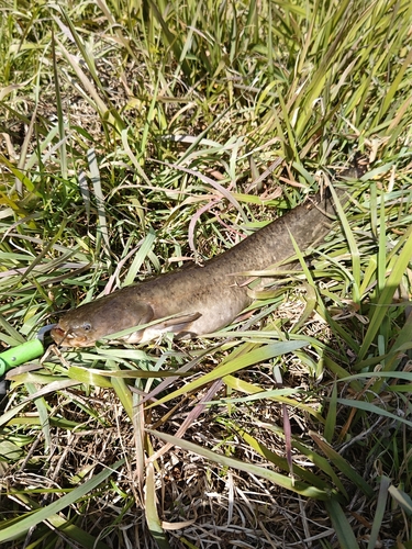 ナマズの釣果