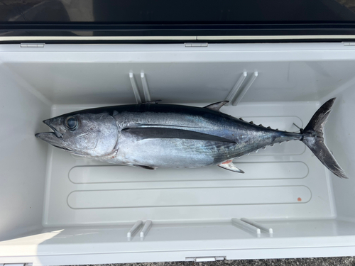 ビンチョウマグロの釣果