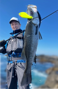 ヒラスズキの釣果