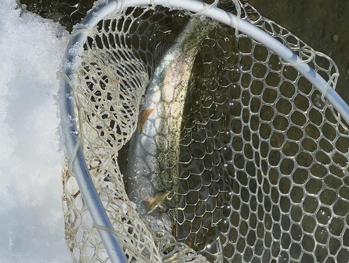 ニジマスの釣果