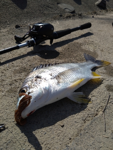 キビレの釣果