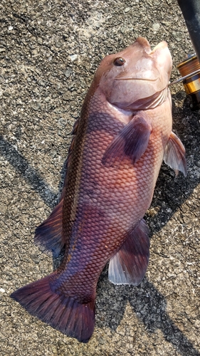 コブダイの釣果