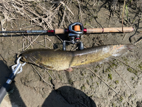 ナマズの釣果