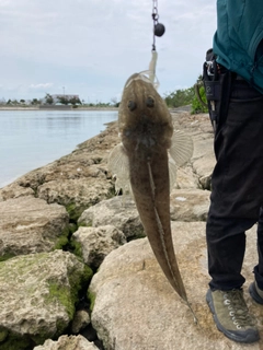 コチの釣果