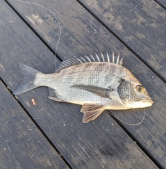 ケイズの釣果