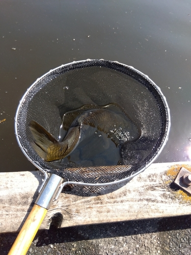 コイの釣果